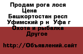 Продам рога лося › Цена ­ 3 500 - Башкортостан респ., Уфимский р-н, Уфа г. Охота и рыбалка » Другое   